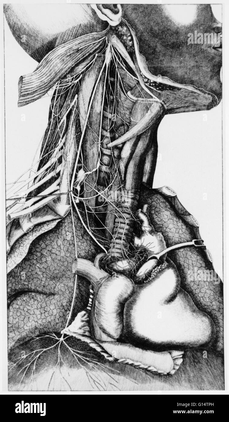 "Anatomie des Halses", gezeichnet von Johann Ernst Neubauer. Stockfoto