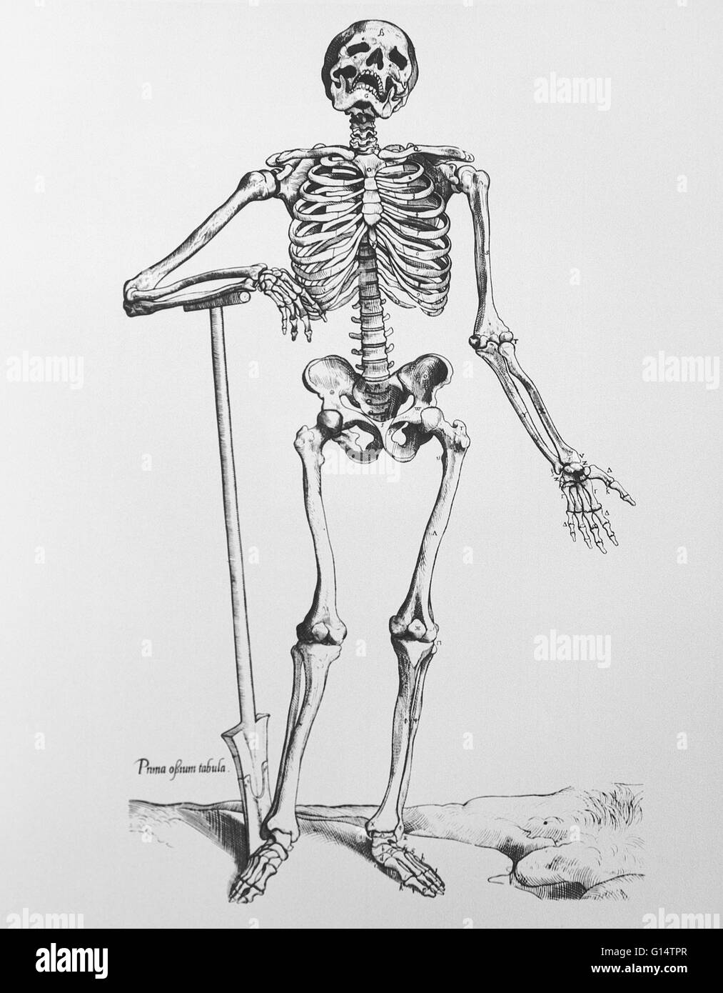 Nachdem ein Kapitel zu erklären wie man ein Skelett und ein anderes erzählen wie Vesalius ein Skelett von einem Galgen gestohlen montieren der berühmten Serie von drei skelettartigen Männer kommt.  Gestellt vor einer kargen Landschaft, liegt das erste Skelett seinen Arm auf eine Schaufel.  Ne Stockfoto