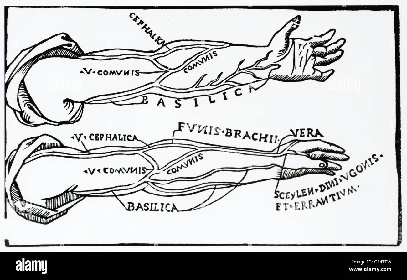 Diagramm der Arterien des Armes. Stockfoto