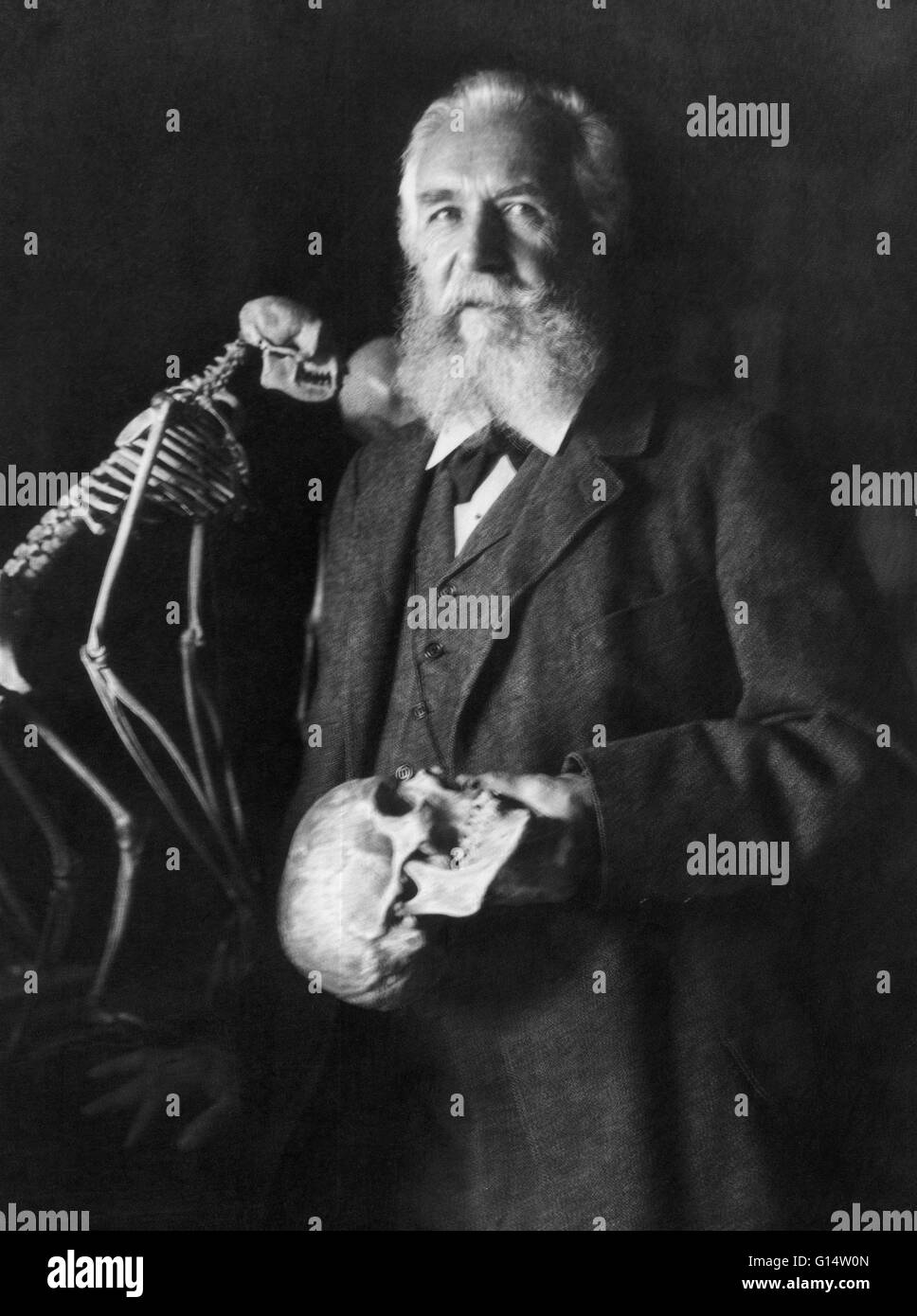 Der deutsche Naturforscher Ernst Haeckel (1834-1919) im Jahre 1906. Foto von Nicola Perscheid. Ernst Heinrich Philipp August Haeckel (1834-1919) war ein bedeutender deutscher Biologe, Naturforscher, Philosoph, Arzt, Professor und Künstler entdeckt, beschreiben Stockfoto