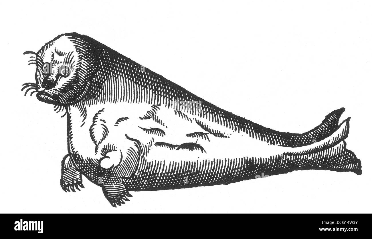 Holzschnitt "marine Kalb" aus Des Monstres et Prodiges von Ambroise Paré, 1573. Des Monstres ist gefüllt mit unbegründeten Konten der Sea Devils, marine Sauen und monströse Tiere mit menschlichen Gesichtern. Mit seinen umfangreichen Diskussion über Reproduktion und krank Stockfoto