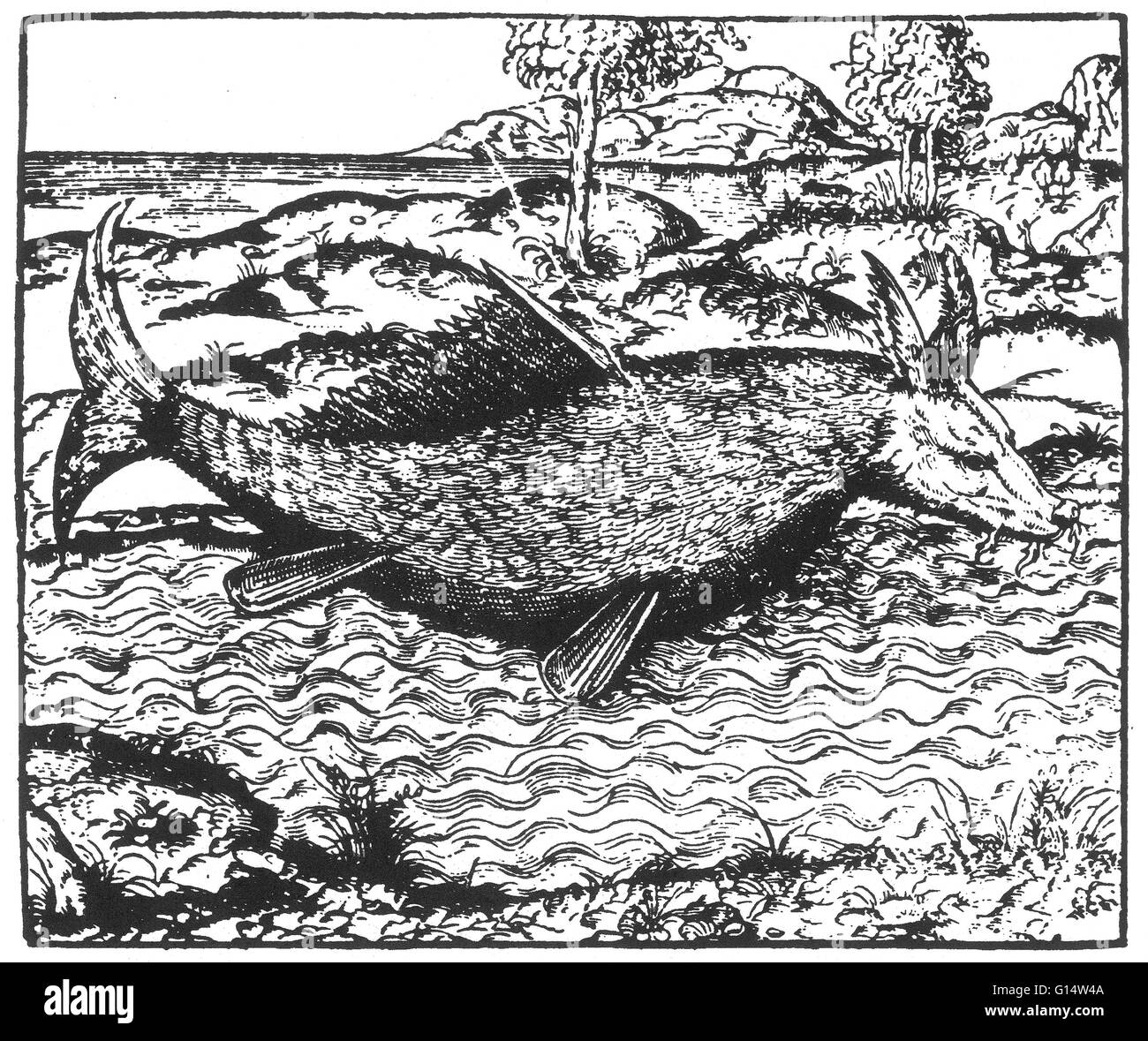 Holzschnitt "Porträt der Hoga, eine monströse Fische" aus Des Monstres et Prodiges von Ambroise Paré, 1573. Des Monstres ist gefüllt mit unbegründeten Konten der Sea Devils, marine Sauen und monströse Tiere mit menschlichen Gesichtern. Mit seinen umfangreichen Diskussion o Stockfoto