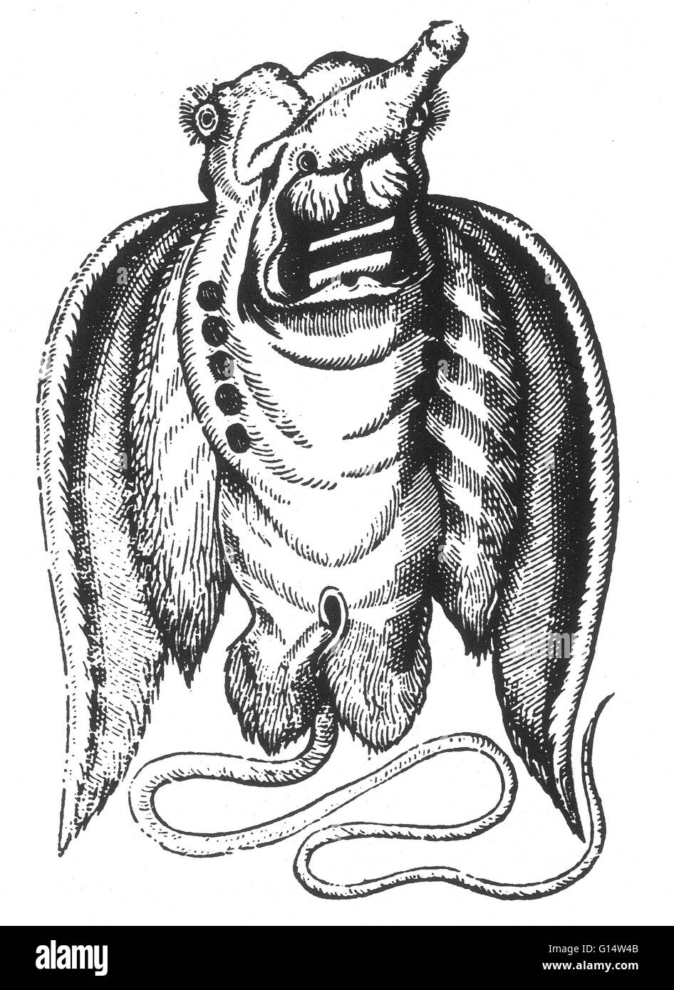 Holzschnitt von einem monströsen fliegende Fische aus Des Monstres et Prodiges von Ambroise Paré, 1573. Des Monstres ist gefüllt mit unbegründeten Konten der Sea Devils, marine Sauen und monströse Tiere mit menschlichen Gesichtern. Mit seinen umfangreichen Diskussion über reproducti Stockfoto