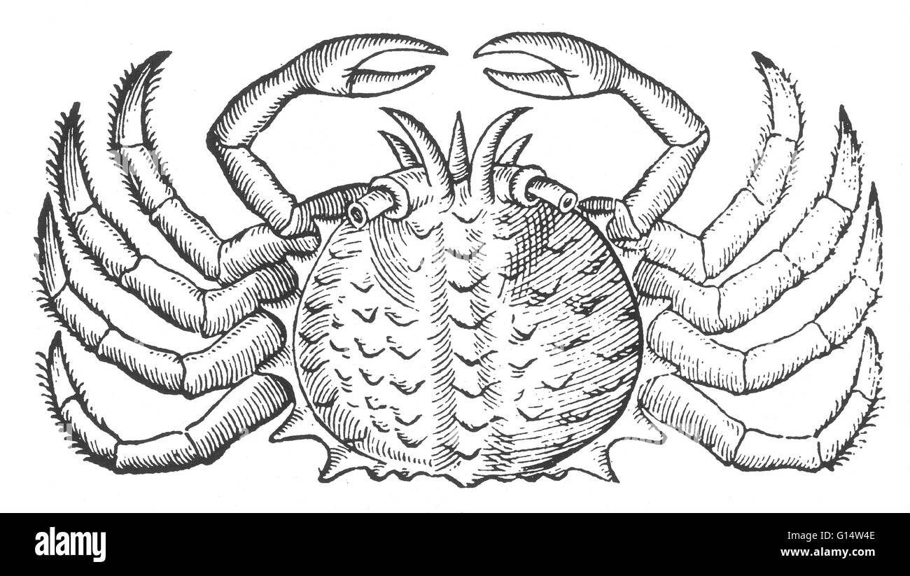 Holzschnitt von einem 'Meer Krabbe"von Des Monstres et Prodiges von Ambroise Paré, 1573. Des Monstres ist gefüllt mit unbegründeten Konten der Sea Devils, marine Sauen und monströse Tiere mit menschlichen Gesichtern. Mit seinen ausführlichen Diskussion der Reproduktion und hinsichtlich Stockfoto