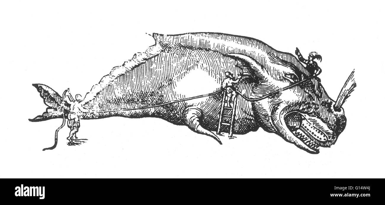 Holzschnitt von einem "Wal" von Des Monstres et Prodiges von Ambroise Paré, 1573. Des Monstres ist gefüllt mit unbegründeten Konten der Sea Devils, marine Sauen und monströse Tiere mit menschlichen Gesichtern. Mit seinen ausführlichen Diskussion der Reproduktion und Interessenvertreter Stockfoto
