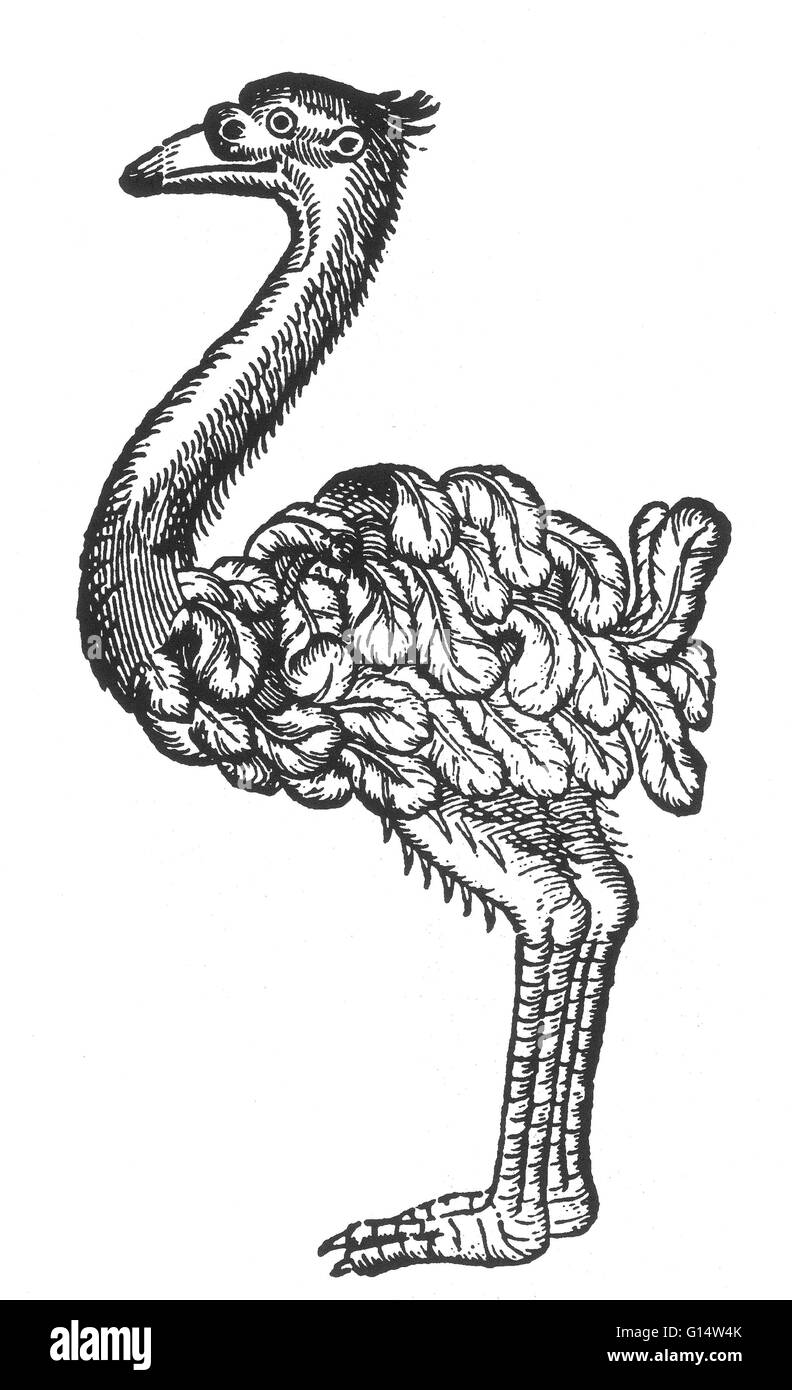 Holzschnitt von einem "Strauß" von Des Monstres et Prodiges von Ambroise Paré, 1573. Des Monstres ist gefüllt mit unbegründeten Konten der Sea Devils, marine Sauen und monströse Tiere mit menschlichen Gesichtern. Mit seinen ausführlichen Diskussion der Reproduktion und hinsichtlich Stockfoto