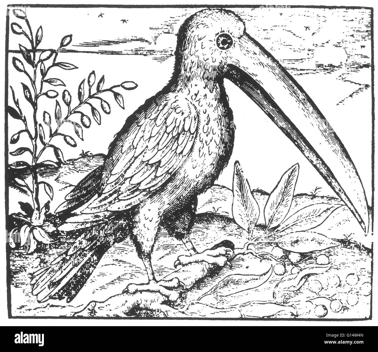 Holzschnitt des "Vogels namens Toucan" aus Des Monstres et Prodiges von Ambroise Paré, 1573. Des Monstres ist gefüllt mit unbegründeten Konten der Sea Devils, marine Sauen und monströse Tiere mit menschlichen Gesichtern. Mit seinen ausführlichen Diskussion der Reproduktion Stockfoto