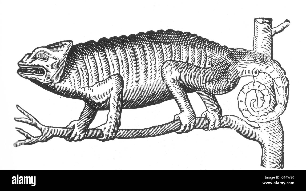 Holzschnitt von einem "Chamäleon" von Des Monstres et Prodiges von Ambroise Paré, 1573. Des Monstres ist gefüllt mit unbegründeten Konten der Sea Devils, marine Sauen und monströse Tiere mit menschlichen Gesichtern. Mit seinen ausführlichen Diskussion der Reproduktion und illus Stockfoto