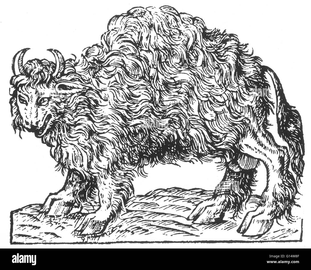 Holzschnitt "Florida Bull" von Des Monstres et Prodiges von Ambroise Paré, 1573. Des Monstres ist gefüllt mit unbegründeten Konten der Sea Devils, marine Sauen und monströse Tiere mit menschlichen Gesichtern. Mit seinen ausführlichen Diskussion der Reproduktion und Stockfoto