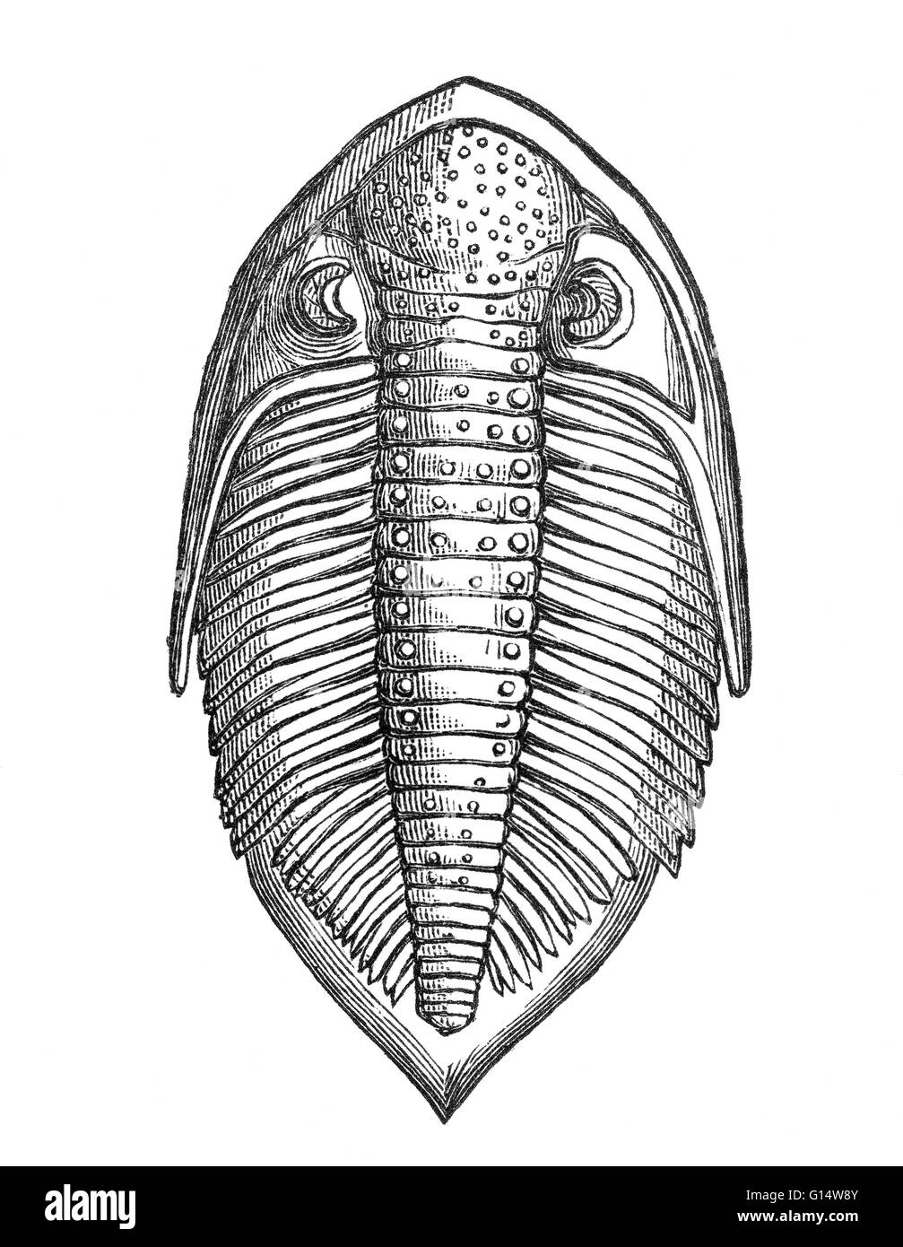 Rückseite des Asaphus Caudatus (Dudley, heute Stokes) mit den Augen gut erhaltenen (Buckland), von Louis Figuiers die Welt vor der Sintflut, 1867 amerikanische Ausgabe. Stockfoto