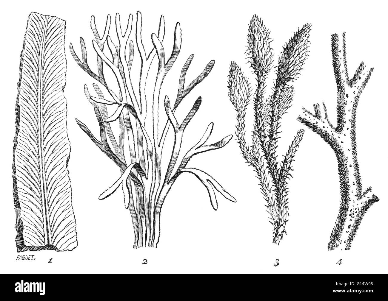 Algen und Moos-wie Pflanzen waren die häufigsten Flora während der Silurian Periode vor 400 Millionen Jahren. Illustration von Louis Figuiers die Welt vor der Sintflut, 1867 amerikanische Ausgabe. Stockfoto