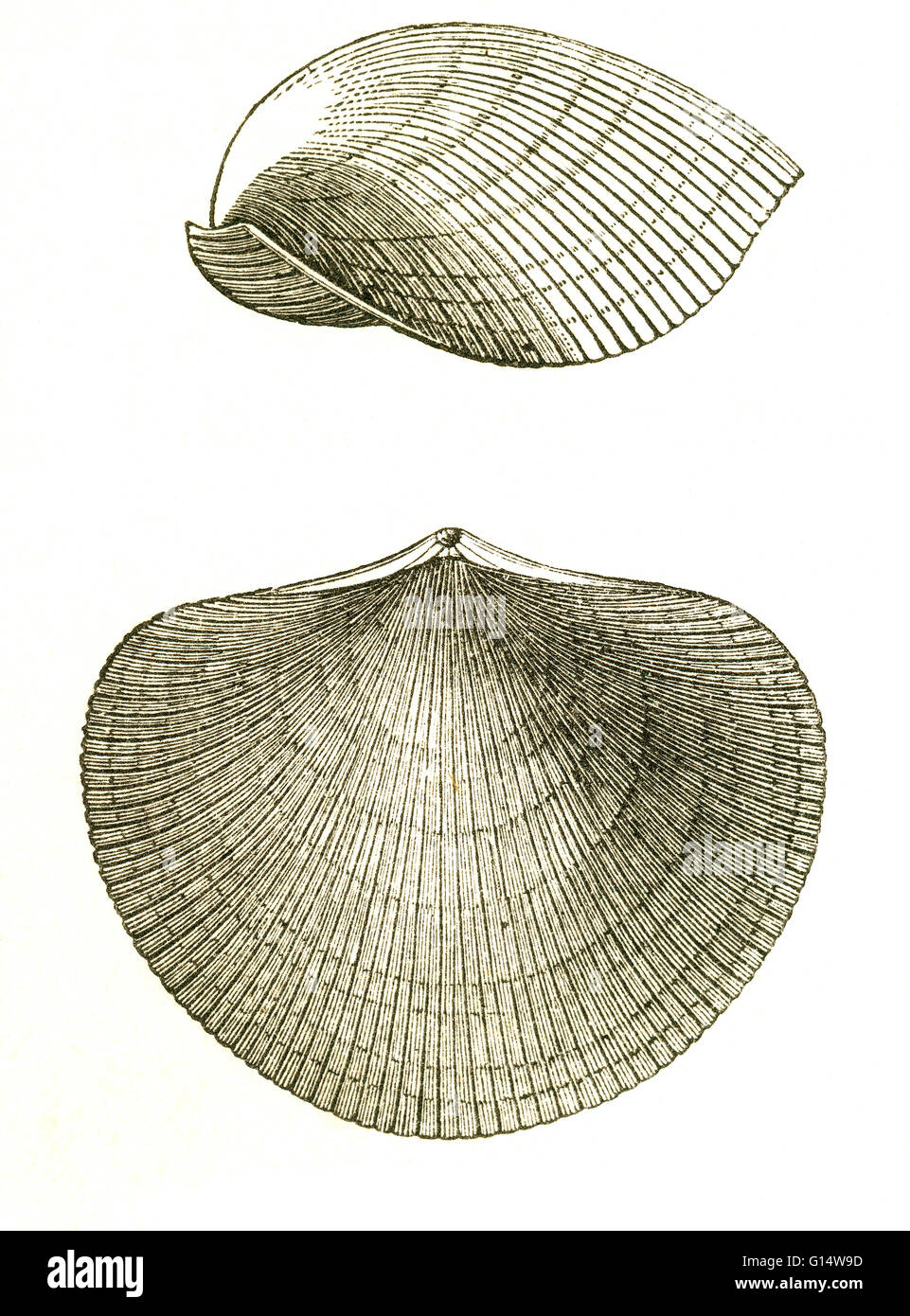 Zwei Ansichten von einer ausgestorbenen Brachiopod (Atrypa Reticularis), die während der Devon lebte.  Illustration von Louis Figuiers die Welt vor der Sintflut, 1867 amerikanische Ausgabe. Stockfoto
