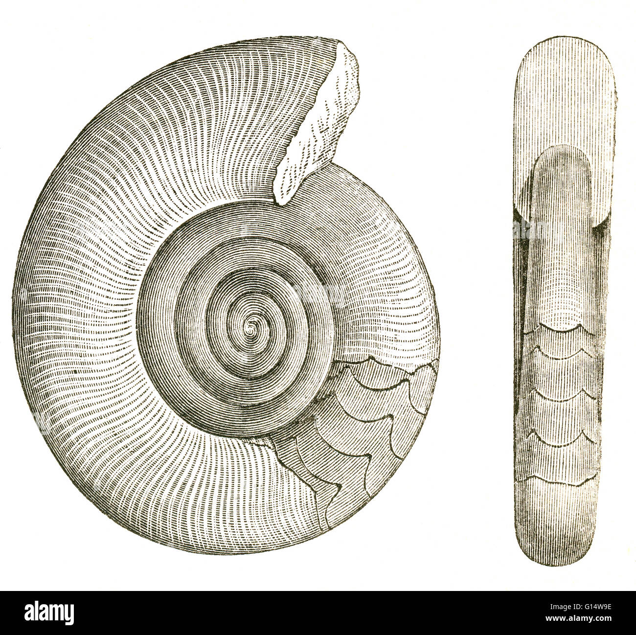 Zwei Ansichten von einer ausgestorbenen Ammoniten (Clymenia Sedgwickii), die während der Devon lebte.  Illustration von Louis Figuiers die Welt vor der Sintflut, 1867 amerikanische Ausgabe. Stockfoto