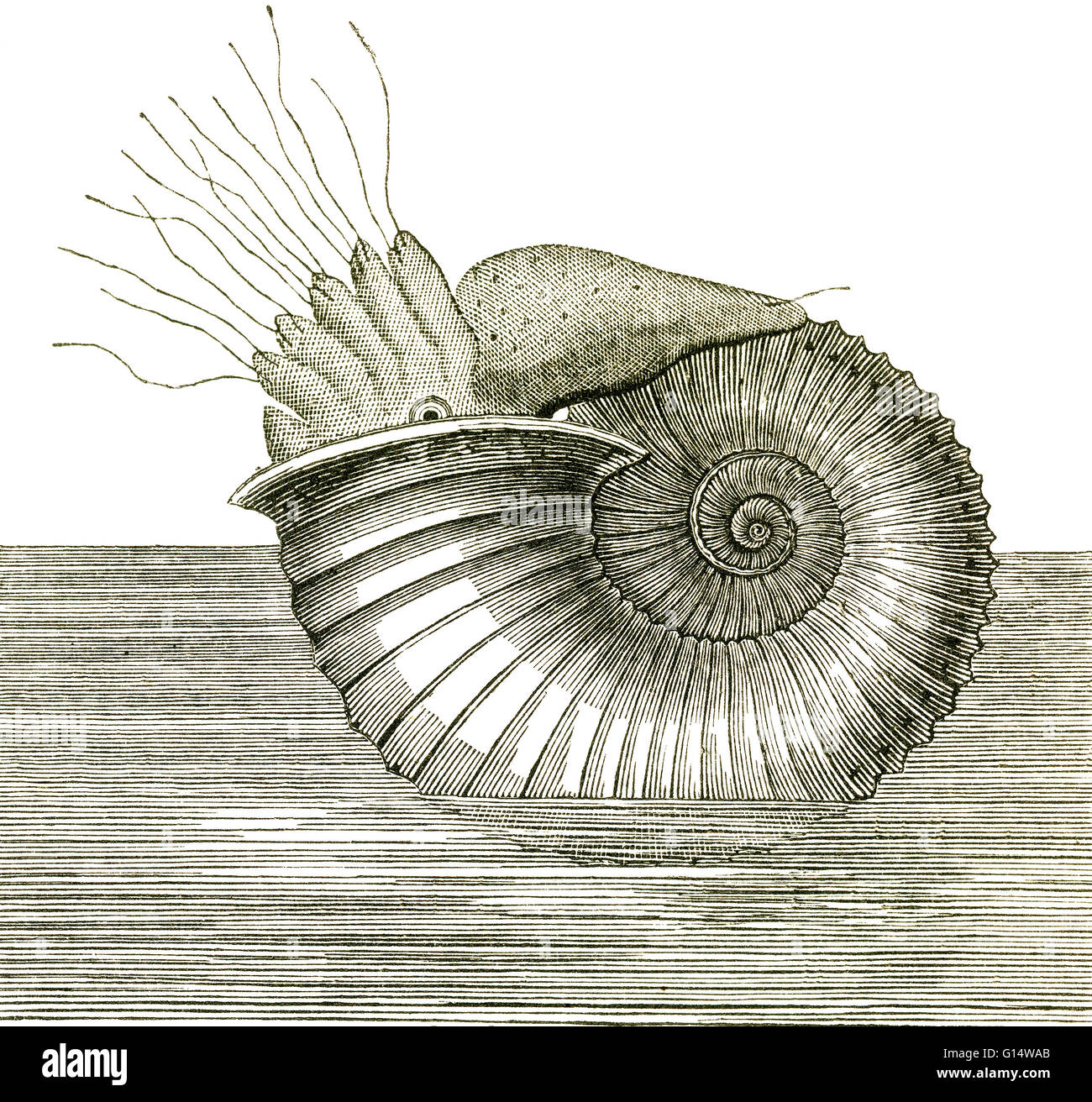 Illustration eines Ammoniten aus Louis Figuiers die Welt vor der Sintflut, 1867 amerikanische Ausgabe.  Ammoniten waren sehr reichlich in der Jura-Zeit, aber ihre weichen Körper wurden nur selten in den Fossilien konserviert. Stockfoto