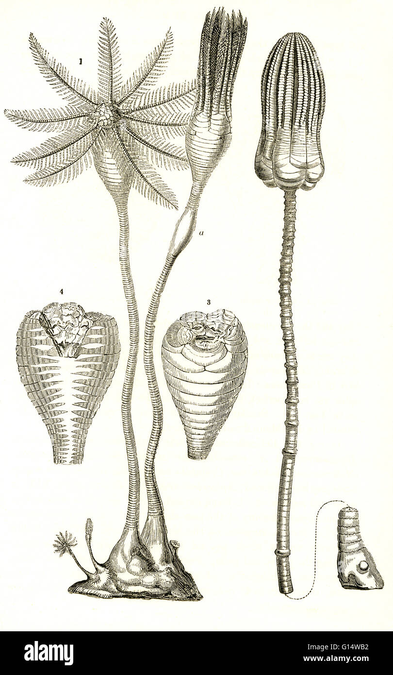 Seelilien aus der Jura-Zeit. Auf der linken Seite ist Apiocrinites Rotundus, (1) Fütterung, (a), (3) Querschnitt, und geschlossen (4) Vertikalschnitt, Verdauungskanal zeigen.  Auf der rechten Seite ist Encrinus Liliformis.  Illustration aus Louis Figuiers der Welt Stockfoto