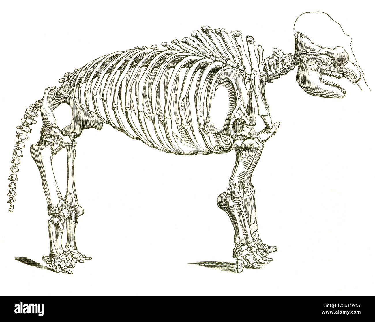 Abbildung eines Skeletts eines Mastodon (Mastodon Giganteus, jetzt bekannt als Mammut Americanum), ein Dickhäuter, die amerikanische Ausgabe 1867 in Nordamerika aus dem späten Miozän bis Pleistozän, aus Louis Figuiers der Welt vor der Sintflut lebte. Stockfoto