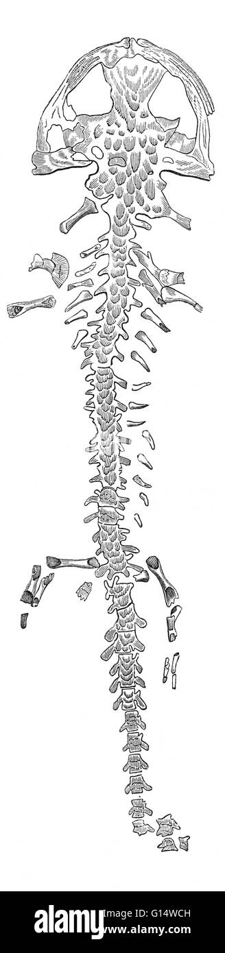 Skelett eines ausgestorbenen Riesensalamander (Andrias Scheuchzeri), gefunden in einem Block von Tertiär Kalkstein in der Nähe von Oeningen, Schweiz, im Jahre 1725.  Es war ursprünglich gedacht, um das Skelett eines Mannes sein, der während der biblischen Flut ertrunken war.  Illustrati Stockfoto