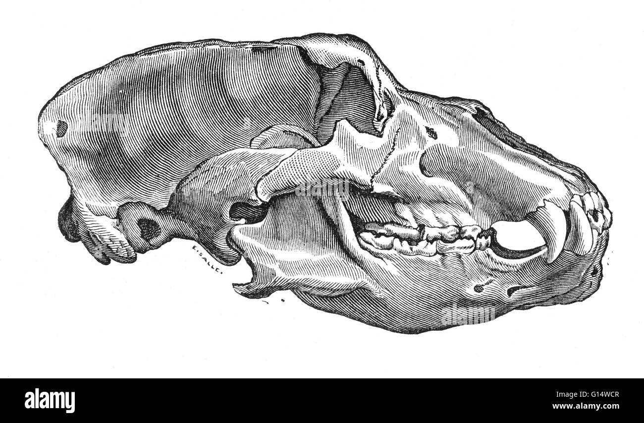 Schädel eines Höhlenbären (Ursus Spelaeus), von Louis Figuiers die Welt vor der Sintflut, 1867 amerikanische Ausgabe.  Höhlenbären waren reichlich vorhanden in Europa während des Pleistozäns von ca. 200.000 bis 20.000 Jahren. Stockfoto