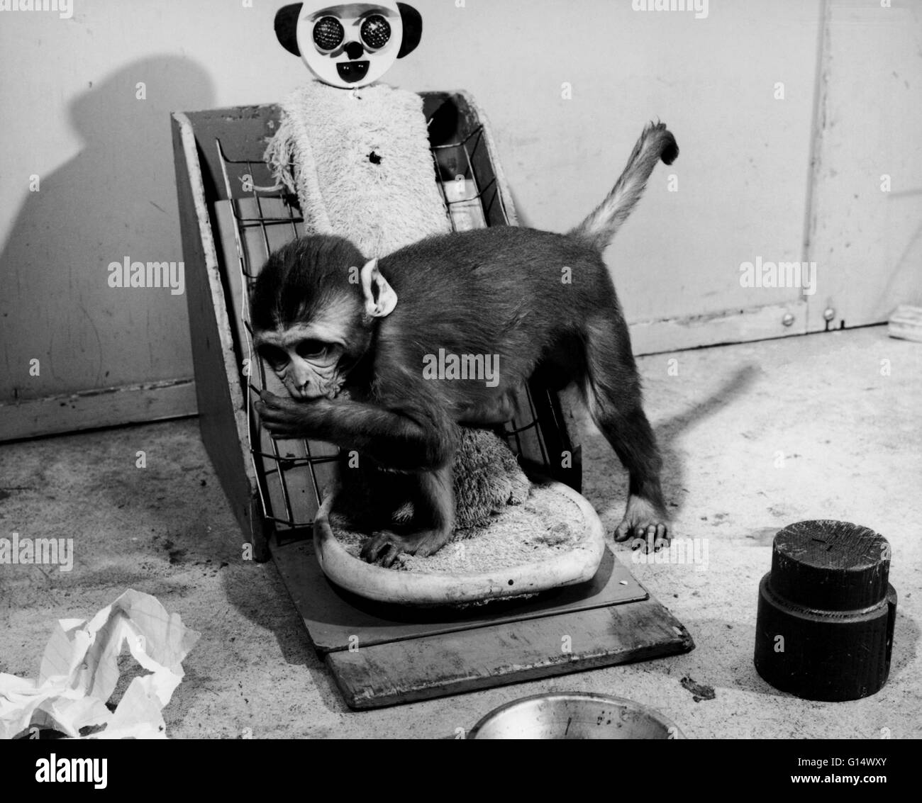 Эксперименты с обезьянами. Макаки эксперимент харлоу. Эксперимент харлоу. Лабораторные обезьяны опыты. Келер вольфганг шимпанзе.