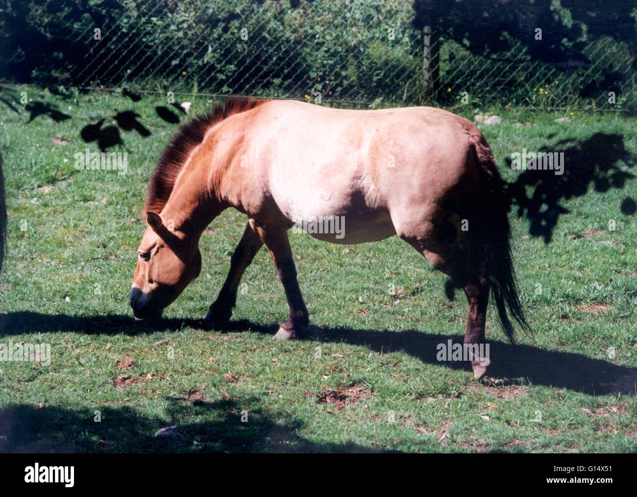 PRZEWALSKI-Pferd alte Pferd züchten aussterbende Spezies Stockfoto