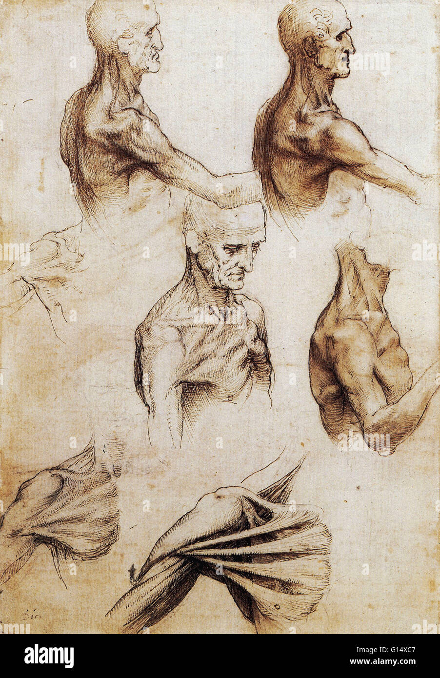 Anatomische Zeichnungen von Leonardo Da Vinci aus um 1510. Stockfoto