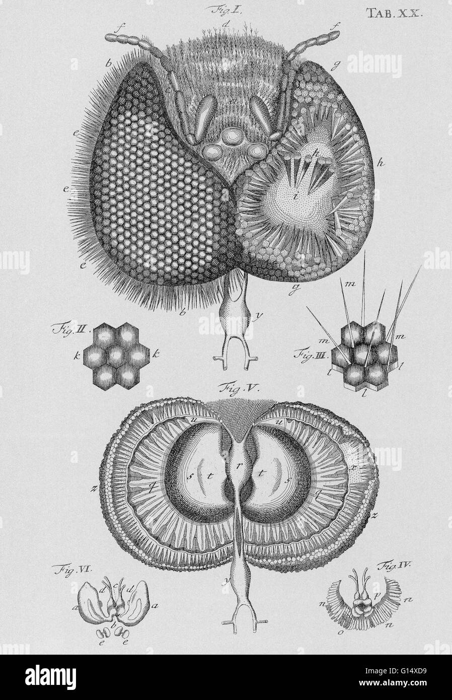 Honig Biene Auge. Zeichnung der Struktur des Auges eine Honigbiene (Apis Mellifera) von der niederländischen Naturforscher Jan Swammerdam (1637-1680). Die einzelnen Komponenten des Auges werden angezeigt. Diese bestehen aus langen Stangen (Ommatidien), die eine sechseckigen Linse an der th Stockfoto