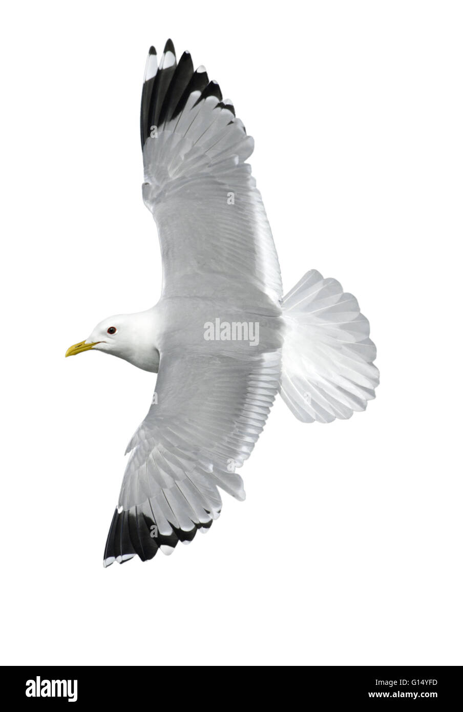 Gemeinsamen Gull - Larus canus Stockfoto