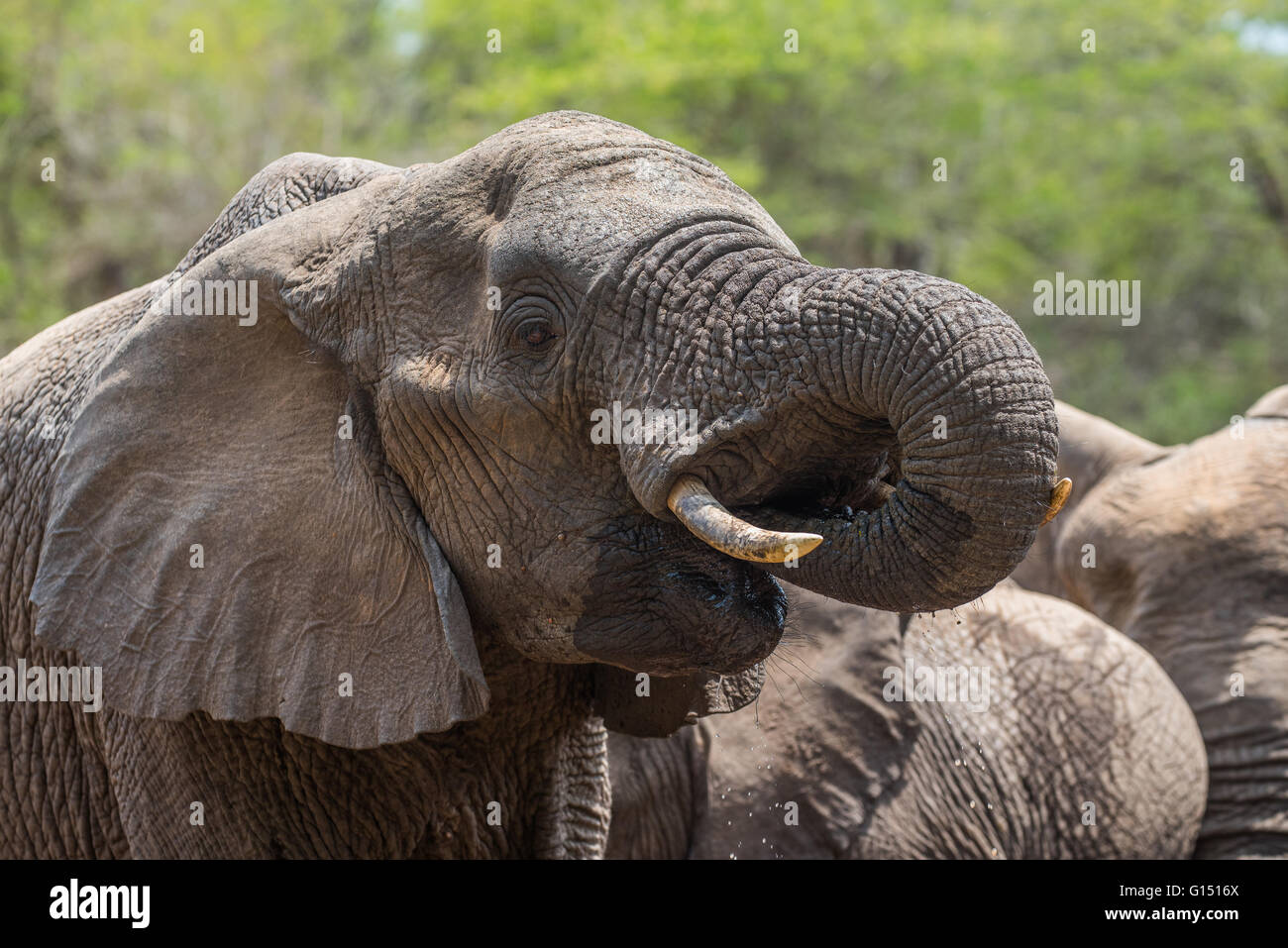 Ein Elefant Stier Trinkwasser Stockfoto