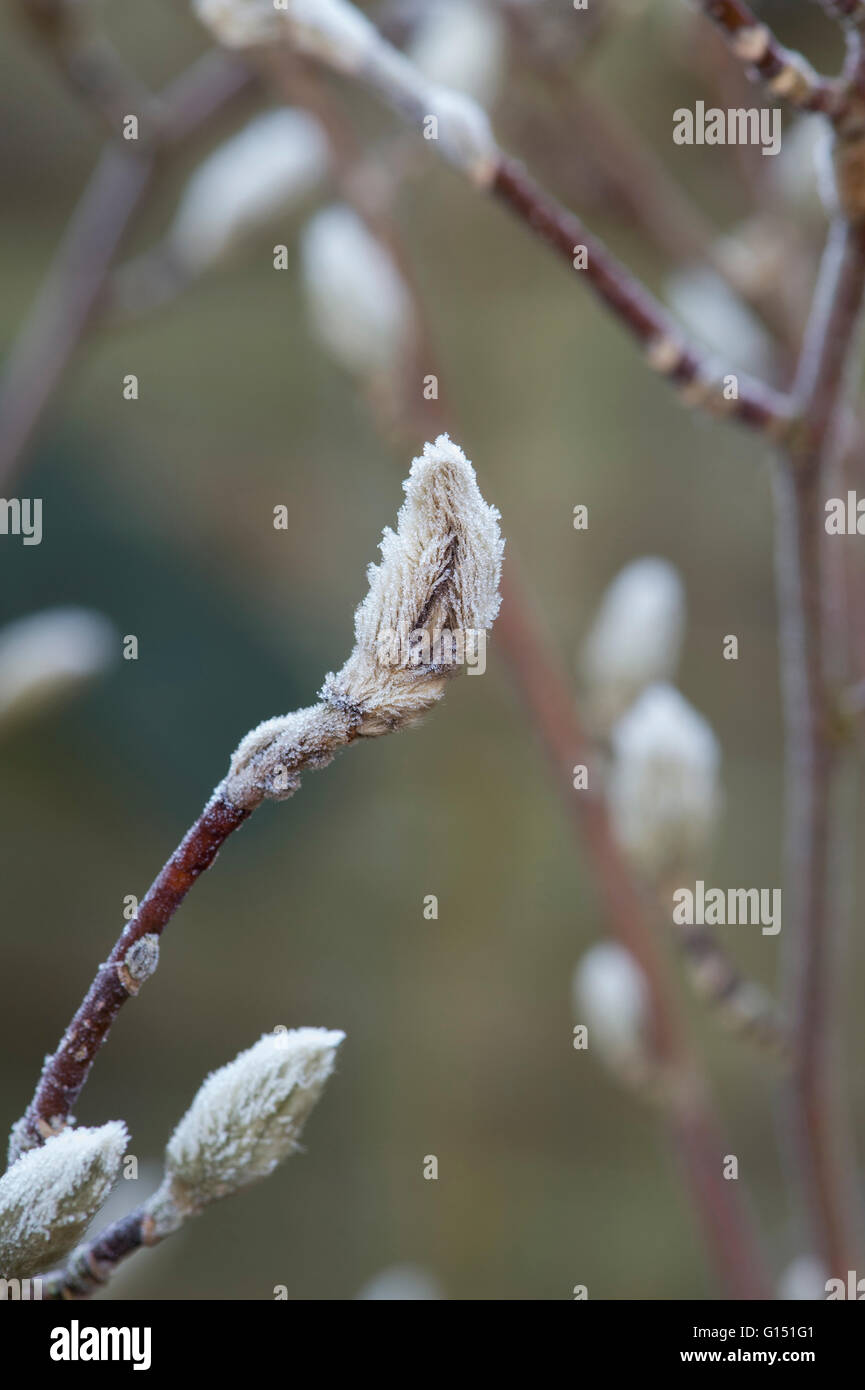 Magnolia Stellata Knospe in Frost bedeckt. UK Stockfoto