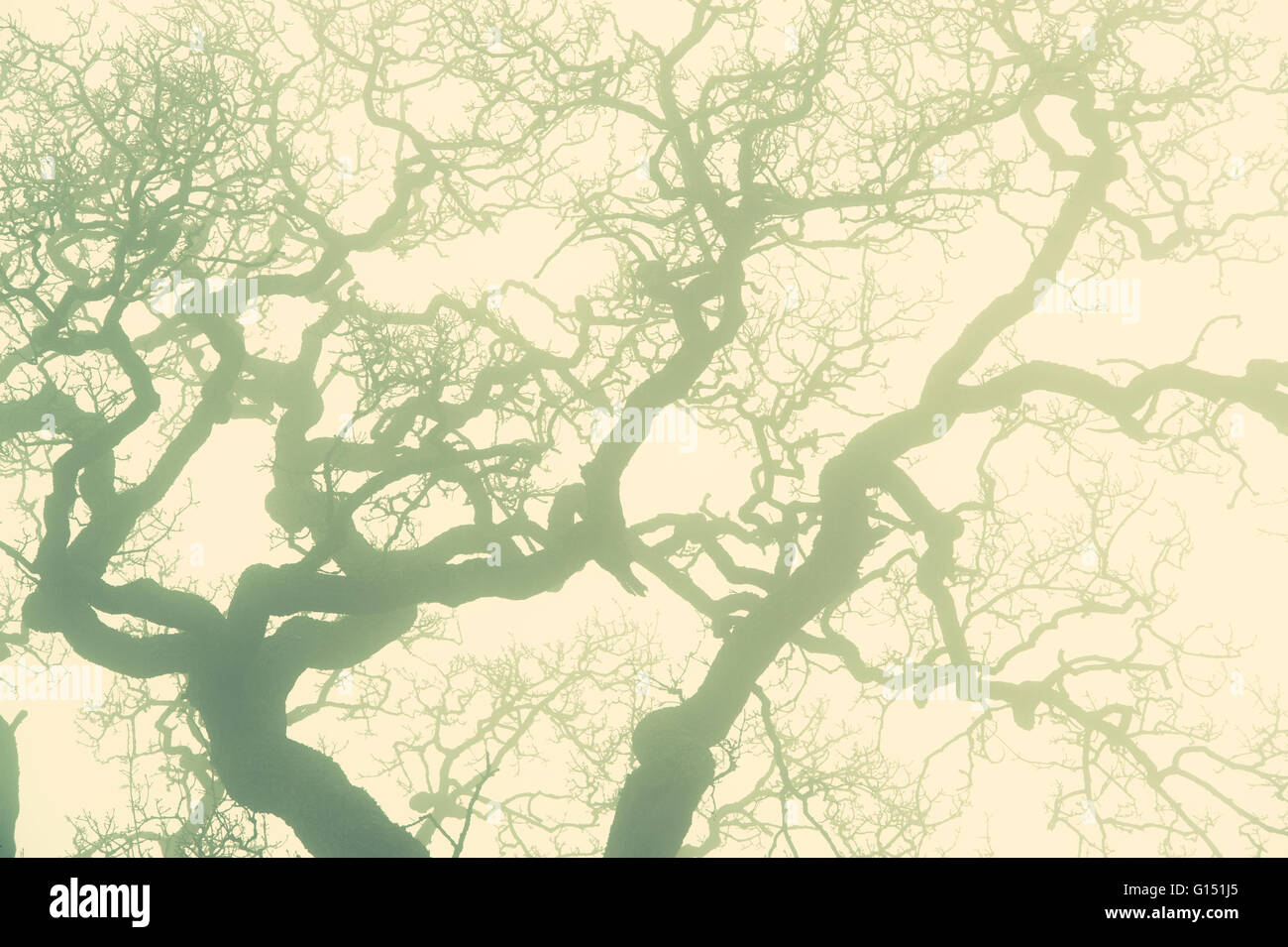 Nebligen Eiche Zweige im Nebel mit angewandten alten Stil Vintage-Filter. UK Stockfoto