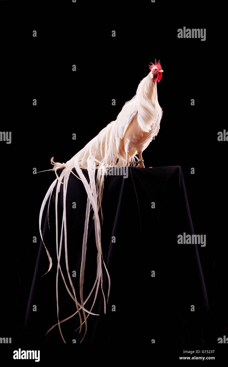 Onagadori hakuro Fotos und Bildmaterial in hoher Auflösung Alamy