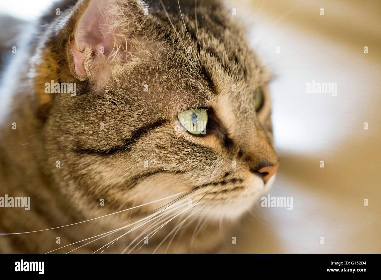 Profil-Nahaufnahme von Tabby Katze mit grünen Augen Stockfoto