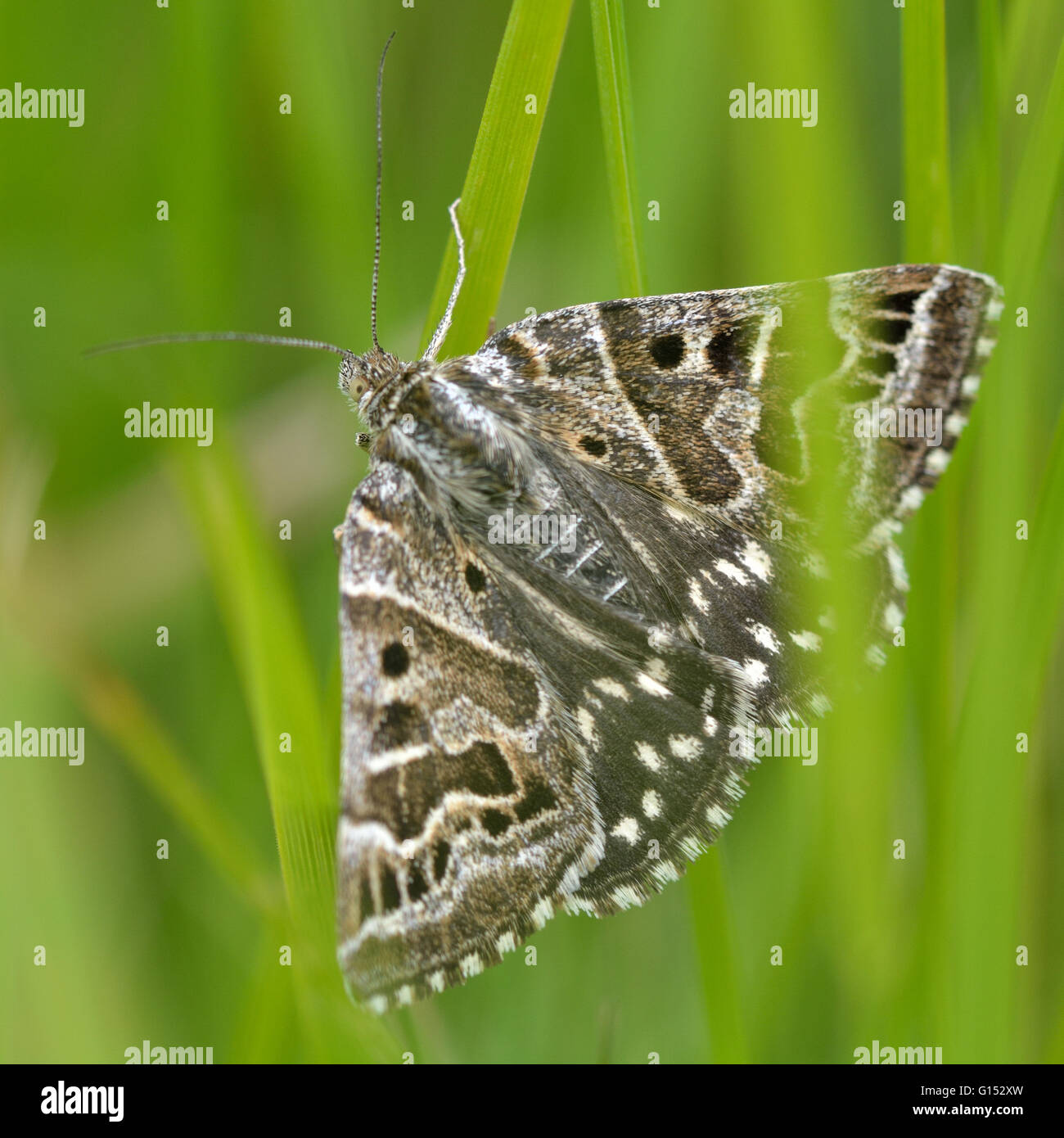 Mutter Shipton Motte (Euclidia mi). Eine schönen Tag-fliegen-Arten mit charakteristischen großen Nase Gesichter auf der Vorderflügel Stockfoto