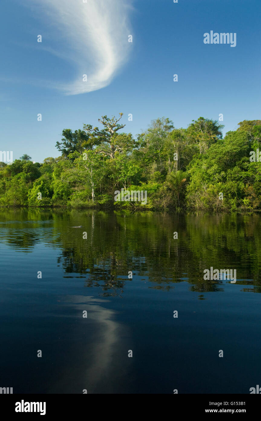 Überschwemmten Wald, Rio Negro, Amazonas, Brasilien Stockfoto
