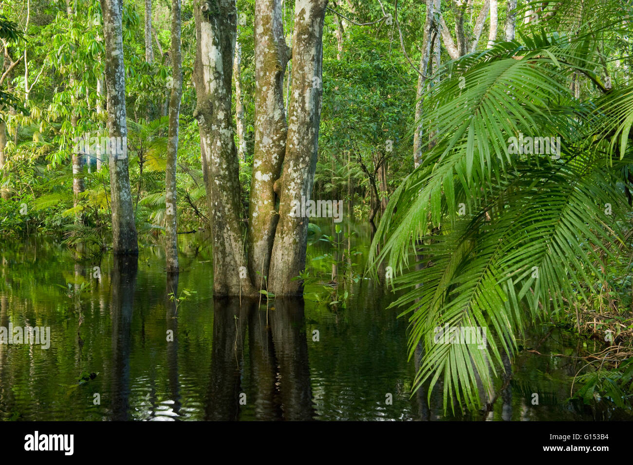 Überschwemmten Wald, Rio Negro, Amazonas, Brasilien Stockfoto