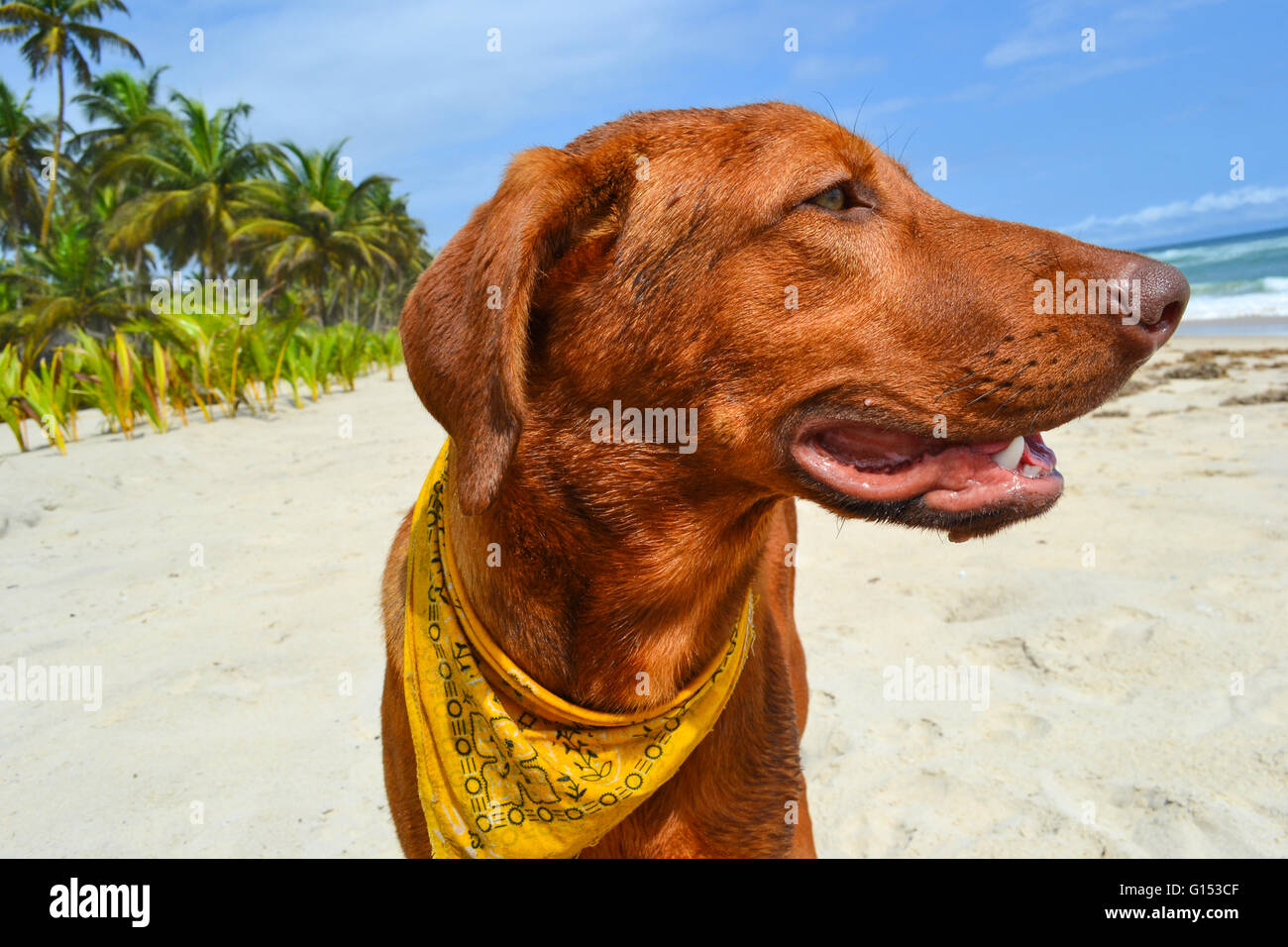 Porträt von einem Rhodesian Ridgeback am Strand Stockfoto