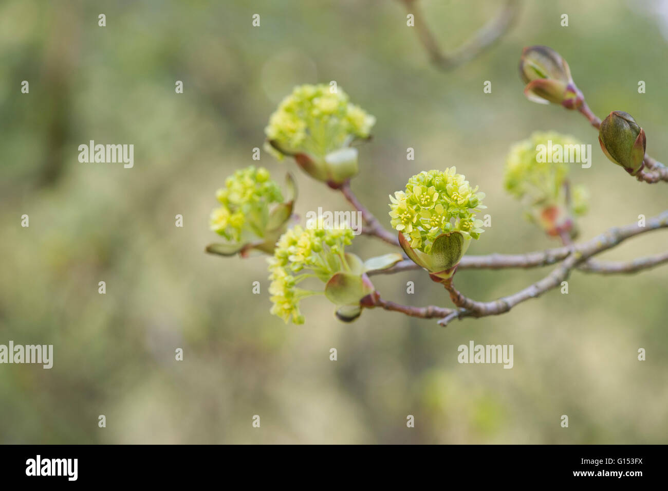Acer Platanoides Blumen. Spitz-Ahorn-Baum. UK Stockfoto