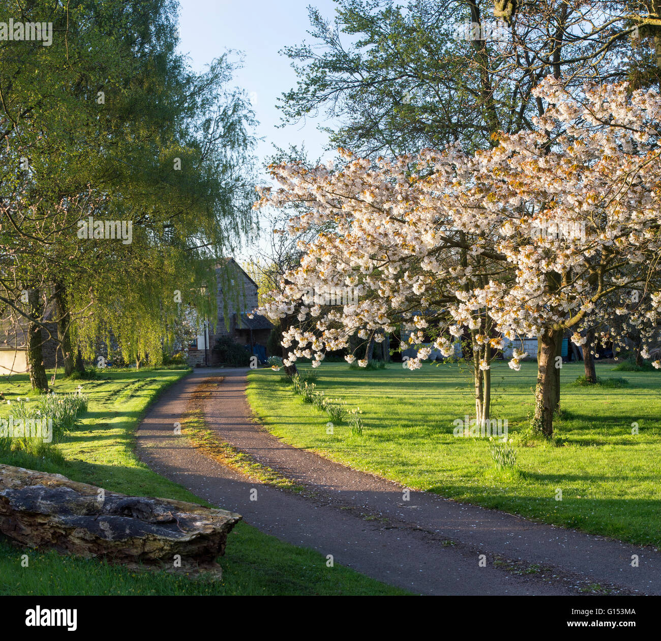 Kirschbaum in Blüte auf einer Farm Einfahrt im morgendlichen Sonnenlicht. Oxfordshire, England Stockfoto