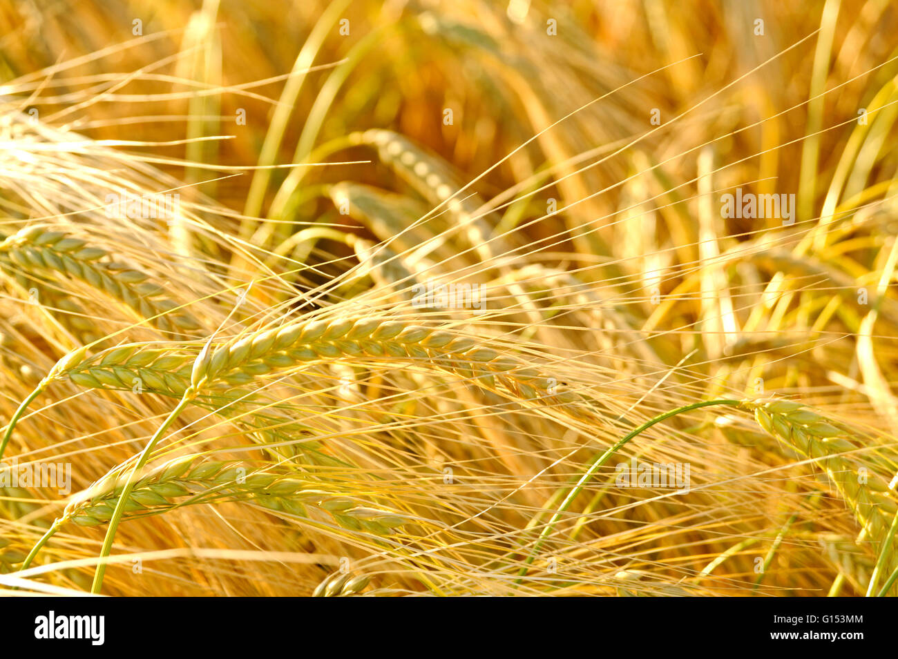 OHR DES WEIZENANBAU IM FELD Stockfoto