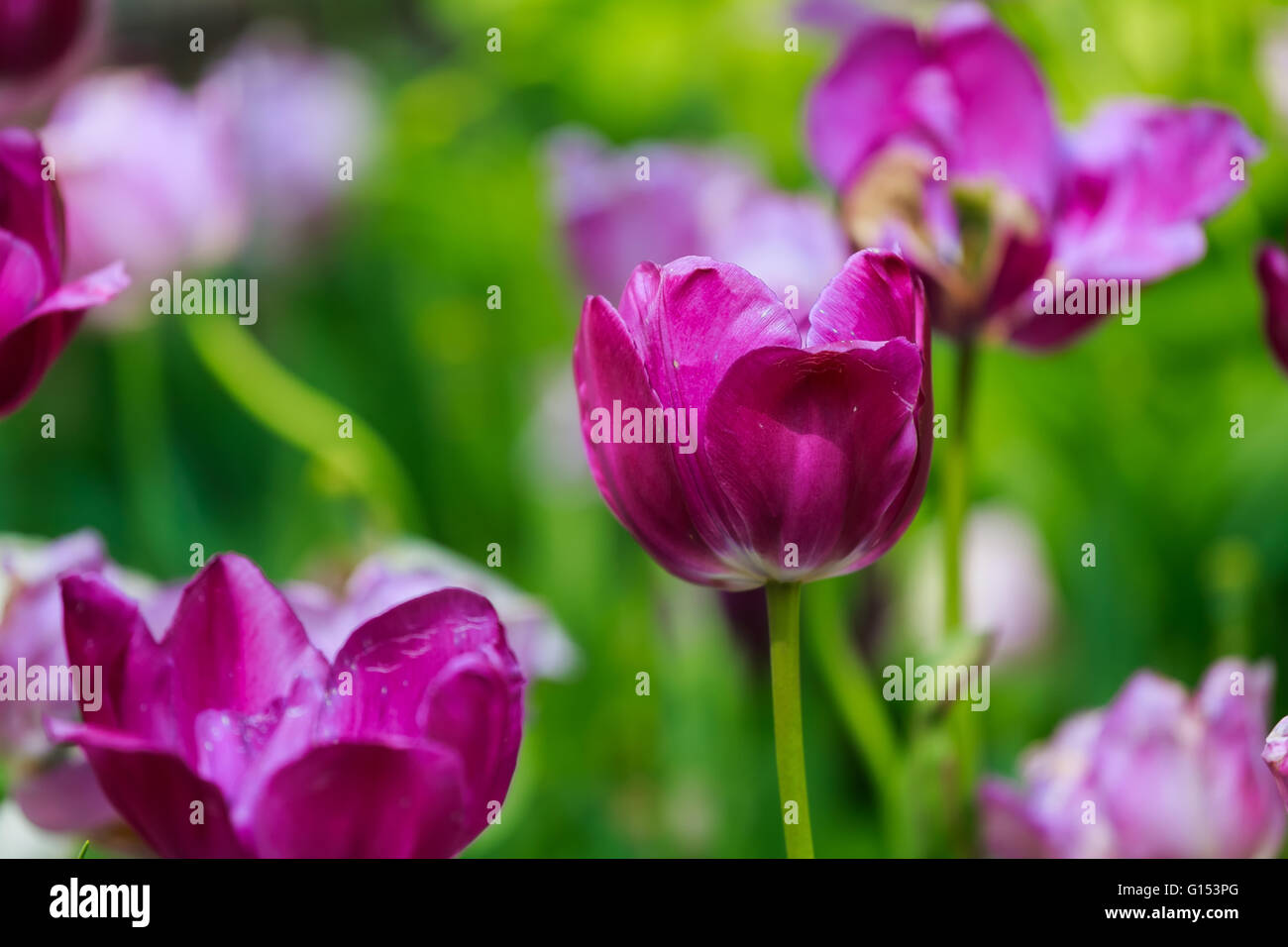 Die Tulpe ist eine mehrjährige, knolligen Pflanze mit auffälligen Blüten Stockfoto