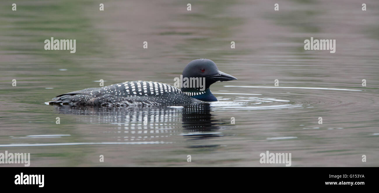 Gemeinsamen Loon - Gavia Immer - Angeln an einem bewölkten Tag an einem See im Norden von Ontario. Stockfoto