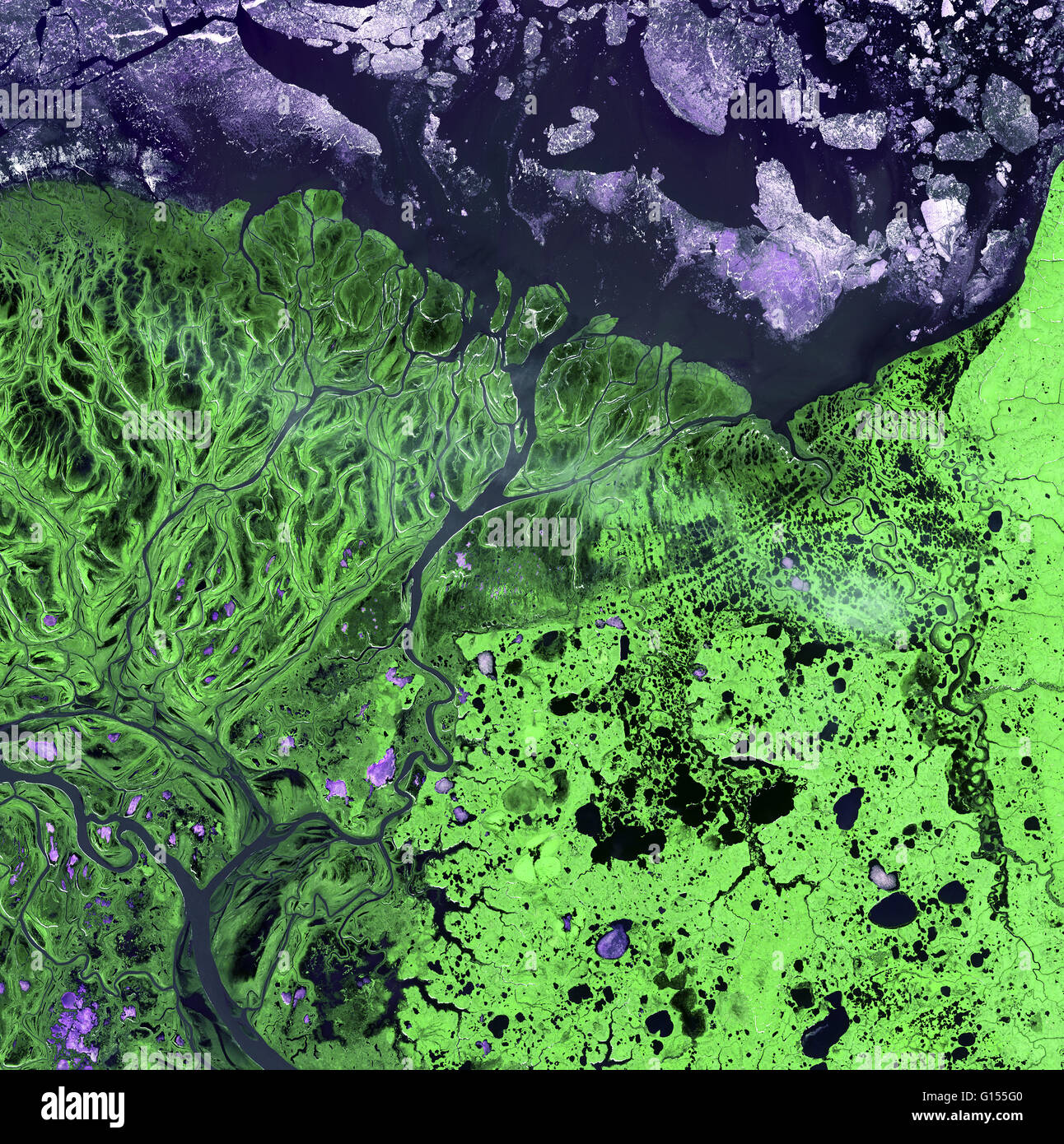 Yukon-Delta, Satellitenbild. Norden ist oben links. Vegetation ist grün, Wasser ist dunkelblau, und Eis ist rosa/weiß. Die Yukon-Delta hat aus Sedimenten, die durch den Yukon und Kuskokwim Flüssen hinterlegt, wie sie in das Beringmeer auf der westlichen coa fließen gebildet Stockfoto