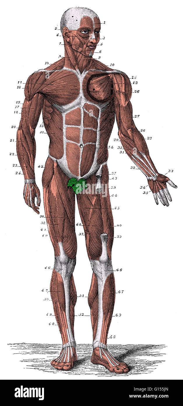 Von vorne gesehen eine nummerierte Darstellung der menschlichen Muskeln. Stockfoto