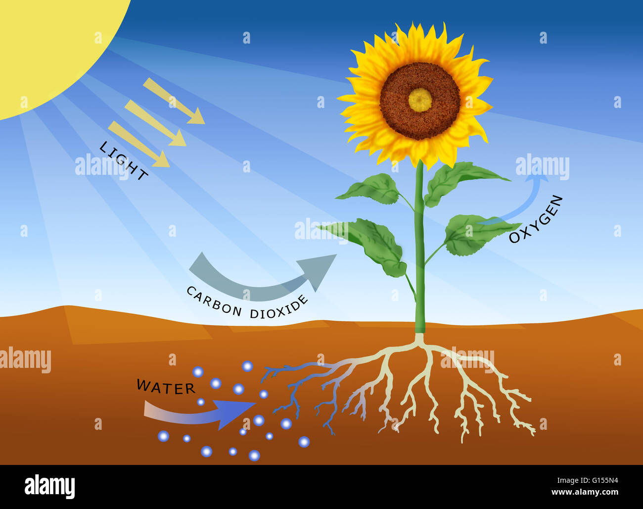 Photosynthese, Computer-Grafik. Photosynthese ist der Prozess, durch den meisten Pflanzen (und Algen sowie einige Bakterien) Sonnenlicht in chemische Energie umwandeln. Diese Energie wird verwendet, um Kohlenhydrate, wie Stärke, zu produzieren, die gespeichert und verwendet für grow Stockfoto