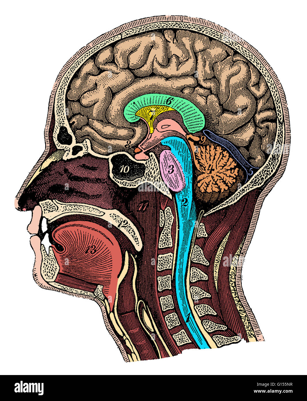 Мозг в черепной коробке. Сагиттальный разрез черепа анатомия. Сагиттальный разрез головы анатомия человека. Сагиттальный срез головы.