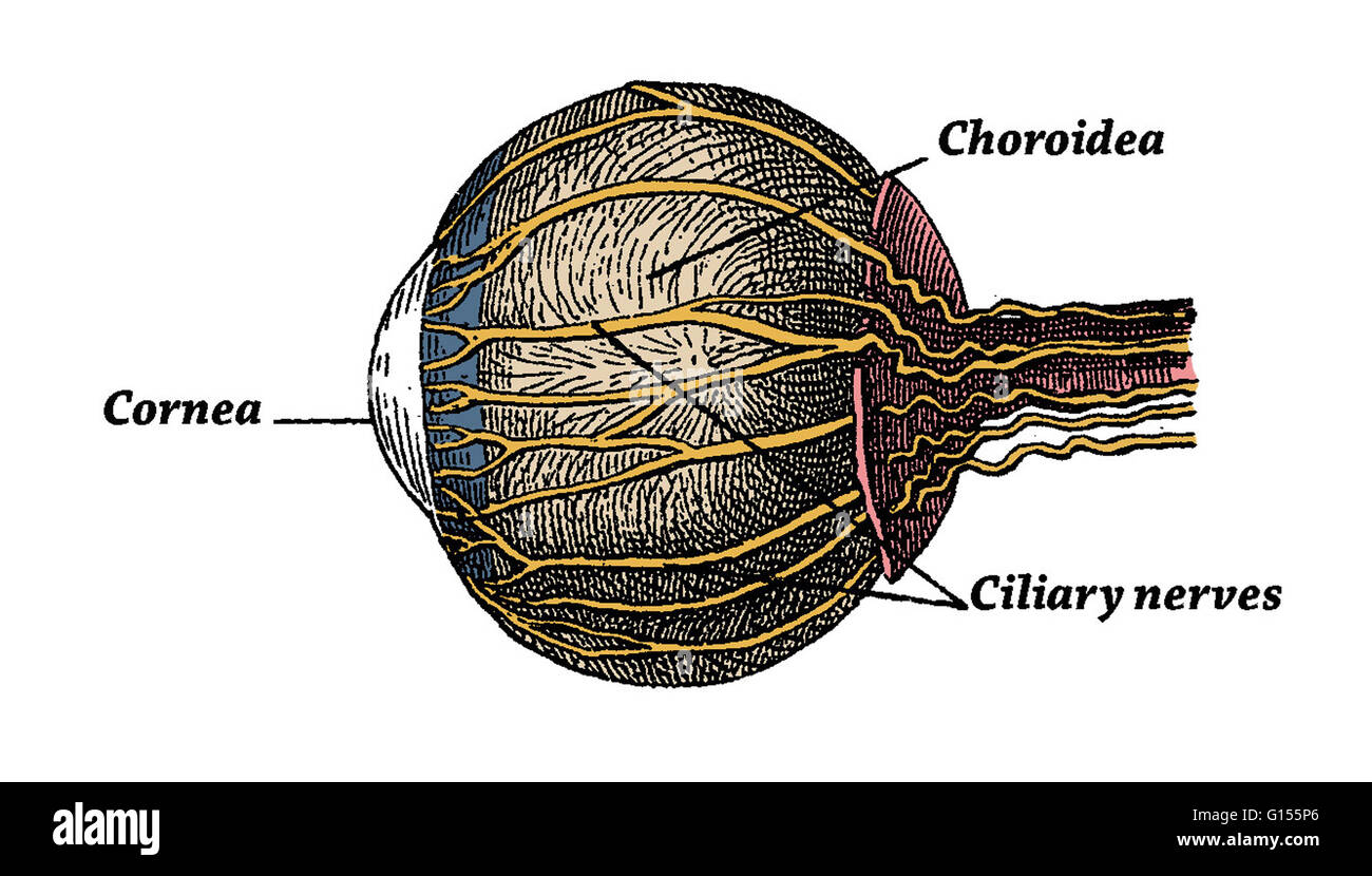 Verbesserte Darstellung der Bulbus zeigt die Hornhaut, die Choroidea und ciliary Nerven Farbe. Dies ist eine historische Darstellung aus den 1890er Jahren. Stockfoto