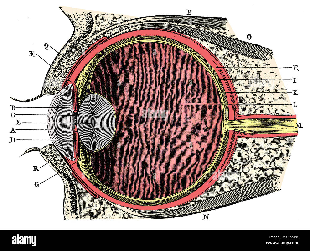 Anatomie des menschlichen Auges. Hornhaut (A), wässrige humor (B), Iris (C), Schüler (D), Objektiv (E), aufschiebende Ligamentum (F), Ziliarkörper (G), Lederhaut (H), Aderhaut (I), Netzhaut (K), Glaskörper (L), Sehnerv (M). Dies ist eine historische anatomische Illustration aus Stockfoto