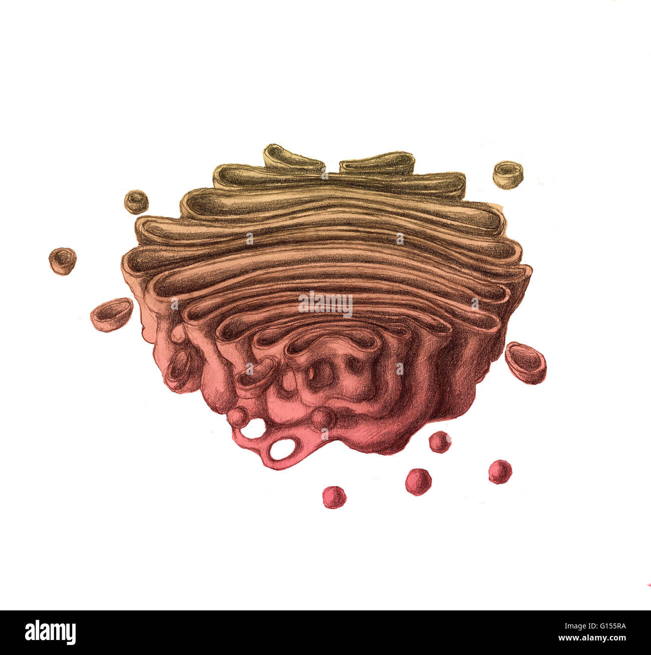 Illustration einer Golgi-Apparat oder Golgi Körper oder der Golgi-Komplex, ein Organell in meisten eukaryotischen Zellen gefunden.  Es ist nach dem italienischen Physiker Camillo Golgi benannt, der es im Jahre 1897 identifiziert.  IT-Prozesse und Pakete Proteine und Lipide vor der Stockfoto