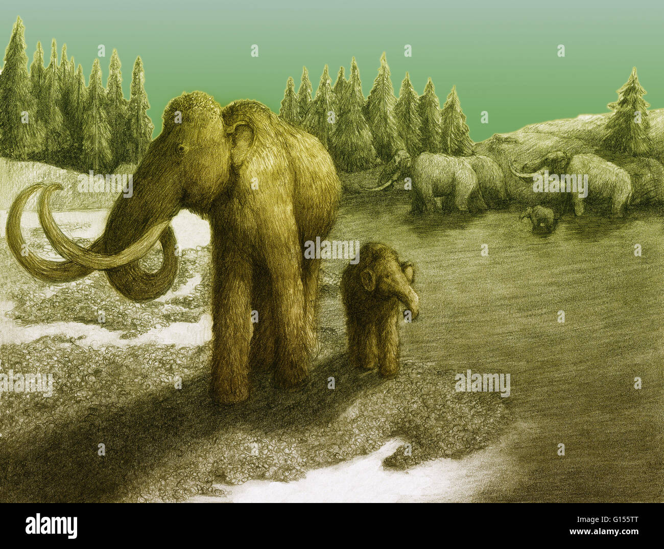 Abbildung einer Herde Wollhaarmammut (Mammuthus Primigenius), aus dem Pleistozän (Eiszeit). Stockfoto