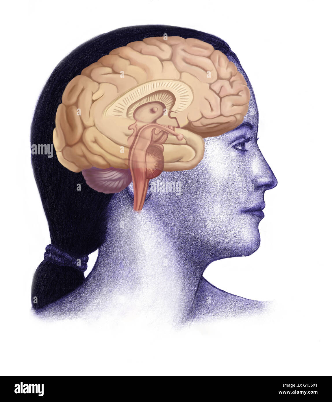 Beispiel für einen Querschnitt des Gehirns zeigt Teile wie das Großhirn, Kleinhirn, Corpus Callosum, Medulla Oblongata, Temporallappen, Hypothalamus, Frontallappen, limbischen System, Corpus Callosum, Scheitellappen, Thalamus, Occipital Vorsprung, Mittelhirn, Stockfoto